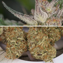 Auto Trichome & Cream - Dutch Passion
