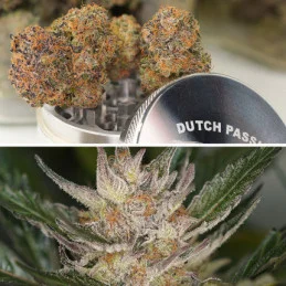 Auto Trichome & Cream - Dutch Passion