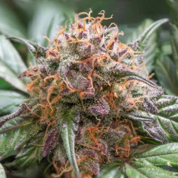Auto Trichome & Cream - Dutch Passion