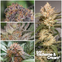 Auto Trichome & Cream - Dutch Passion