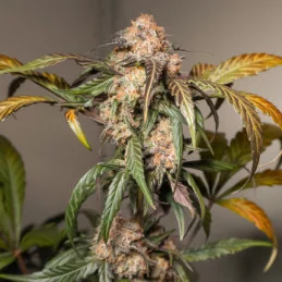 Auto Trichome & Cream - Dutch Passion
