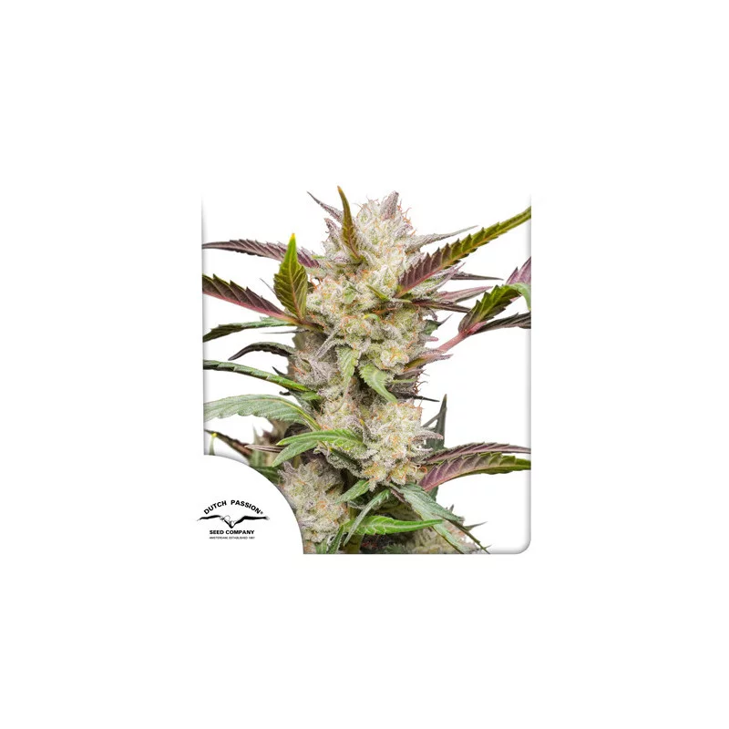 Auto Mimosa Punch - Dutch Passion