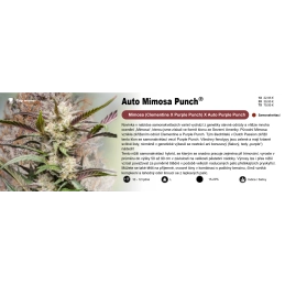 Auto Mimosa Punch - Dutch Passion