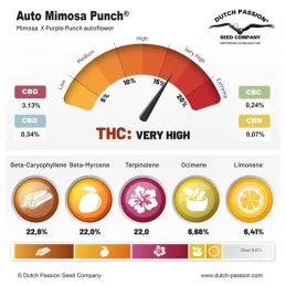 Auto Mimosa Punch - Dutch Passion