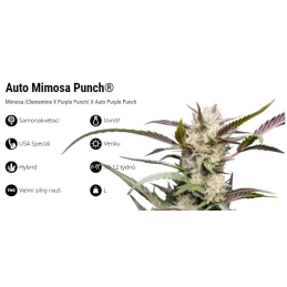 Auto Mimosa Punch - Dutch Passion