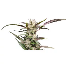 Auto Mimosa Punch - Dutch Passion