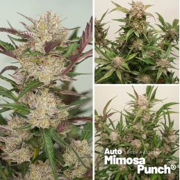 Auto Mimosa Punch - Dutch Passion