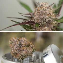 Auto Mimosa Punch - Dutch Passion