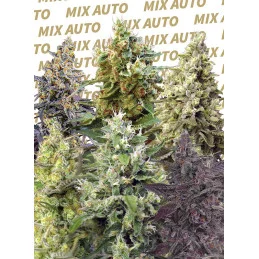Sweet Mix Auto® - Sweet Seeds