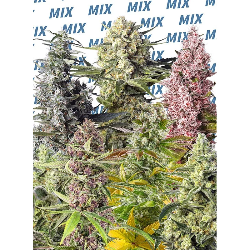Sweet Mix Fem.® - Sweet Seeds