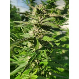 Polaris - Nuka Seeds