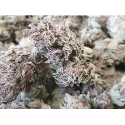 Polaris - Nuka Seeds