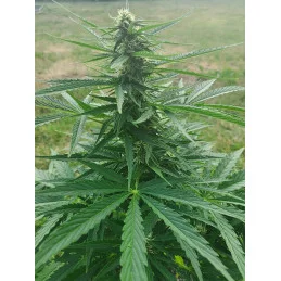 Automaton - Nuka Seeds
