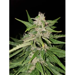 Automaton - Nuka Seeds