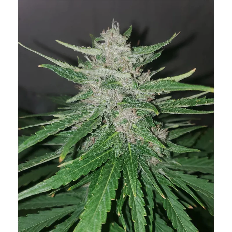 Automaton - Nuka Seeds