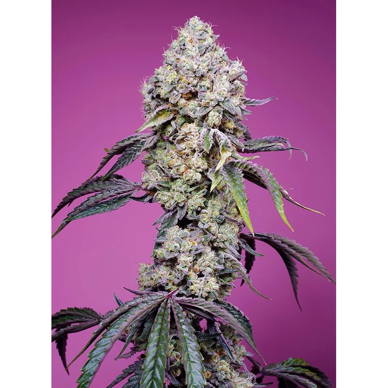 Sweet Mandarine Zkittlez F1 Fast version - Sweet Seeds - květ