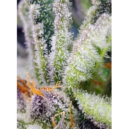 Sweet Mandarine Zkittlez F1 Fast version - Sweet Seeds - detail terpenů
