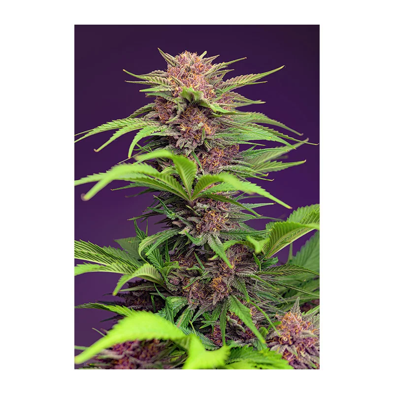 Red Mimosa XL Auto - Sweet Seeds - autoflowering - rostlina