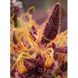 Red Mimosa XL Auto - Sweet Seeds - terpeny