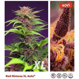 Red Mimosa XL Auto - Sweet Seeds - květ a terpeny