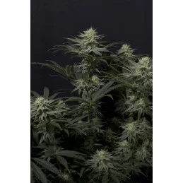 GG4 Sherbet FF Fast Buds – květ