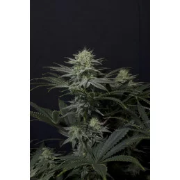 GG4 Sherbet FF Fast Buds – detail palice
