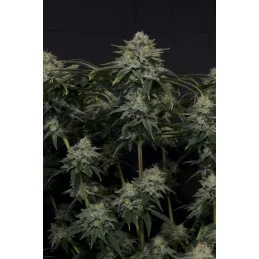 Gorilla Cookies FF Fast Buds – rostlina