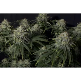 Gorilla Cookies FF Fast Buds – celá rostlina