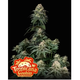 Tropicana Cookies FF Fast Buds – rostlina