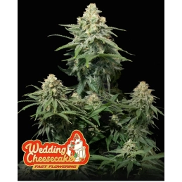 Wedding Cheesecake FF Fast Buds – květ