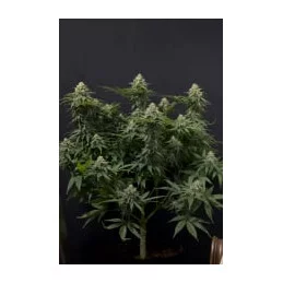 Wedding Cheesecake FF Fast Buds – celá rostlina