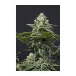 Wedding Cheesecake FF Fast Buds – detail palice