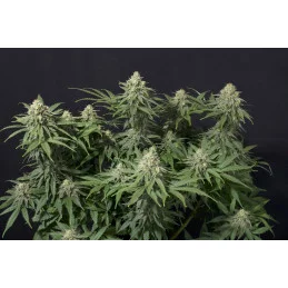 Wedding Cheesecake FF Fast Buds – rostlina