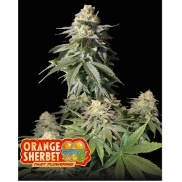 Orange Sherbet FF Fast Buds – detail květu