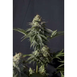 Orange Sherbet FF Fast Buds – celá rostlina