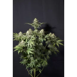 Orange Sherbet FF Fast Buds – celá rostlina