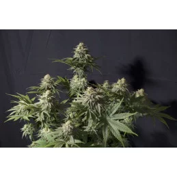 Orange Sherbet FF Fast Buds – květ