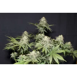 Orange Sherbet FF Fast Buds – celá rostlina