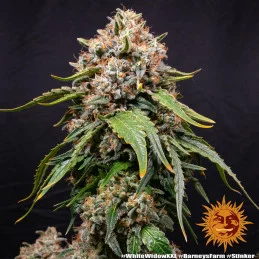 White Widow XXL Barney´s Farm SEEDS-BANK.CZ
