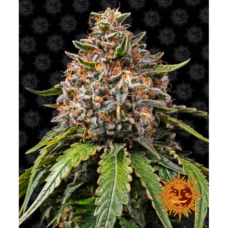 White Widow XXL Barney´s Farm SEEDS-BANK.CZ