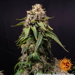 White Widow XXL Barney´s Farm SEEDS-BANK.CZ