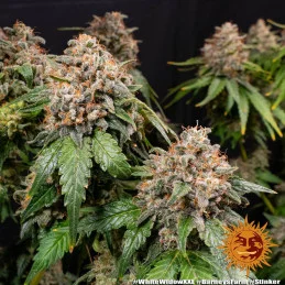 White Widow XXL Barney´s Farm SEEDS-BANK.CZ