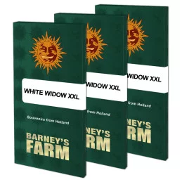 White Widow XXL Barney´s Farm SEEDS-BANK.CZ