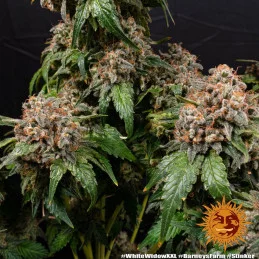 White Widow XXL Barney´s Farm SEEDS-BANK.CZ