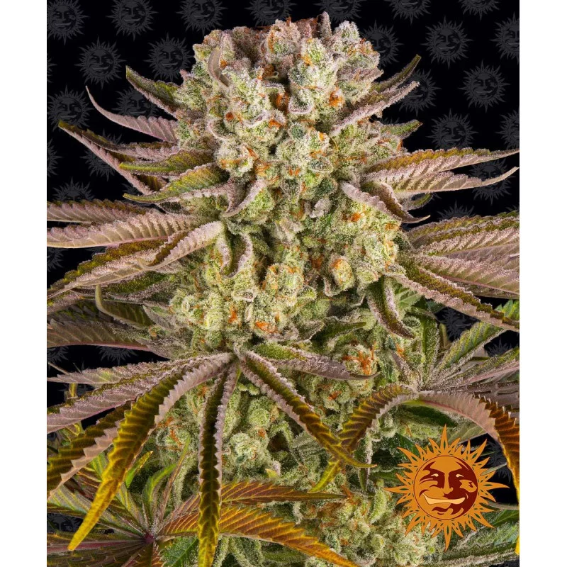 PINEAPPLE EXPRESS - Barney´s Farm SEEDS-BANK.CZ JIHLAVA