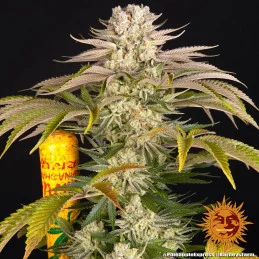 PINEAPPLE EXPRESS - Barney´s Farm SEEDS-BANK.CZ JIHLAVA