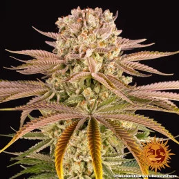 PINEAPPLE EXPRESS - Barney´s Farm SEEDS-BANK.CZ JIHLAVA