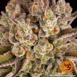 PINEAPPLE EXPRESS - Barney´s Farm SEEDS-BANK.CZ JIHLAVA