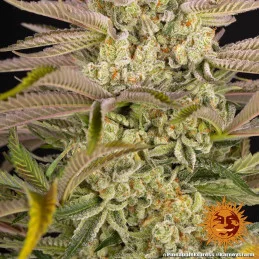 PINEAPPLE EXPRESS - Barney´s Farm SEEDS-BANK.CZ JIHLAVA
