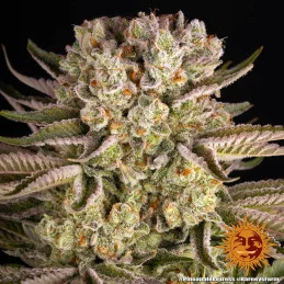 PINEAPPLE EXPRESS - Barney´s Farm SEEDS-BANK.CZ JIHLAVA